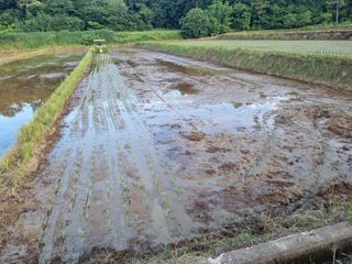 강진귀농10년차님의 벼 · 영농일지 작성글 사진