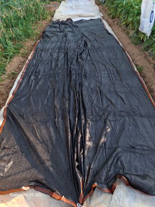 행복한누룩님의 들깨 · 영농일지 작성글 사진