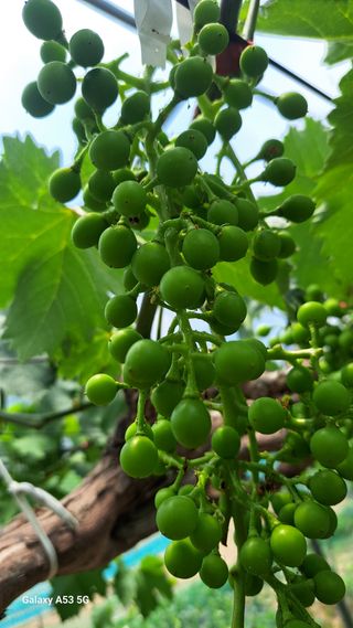 조연만님의 기타작물 · 영농일지 작성글 사진