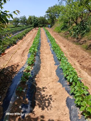 바위돌 심재성님의 토마토 · 영농일지 작성글 사진