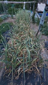 팜모닝 마늘·영농일지 게시글 이미지