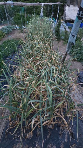 현금호님의 마늘 · 영농일지 작성글 사진