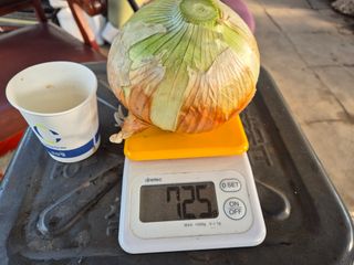 청운농원육묘장님의 양파 · 영농일지 작성글 사진