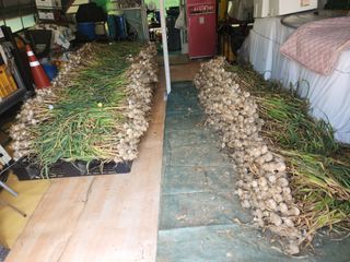 들깨17250님의 마늘 · 영농일지 작성글 사진