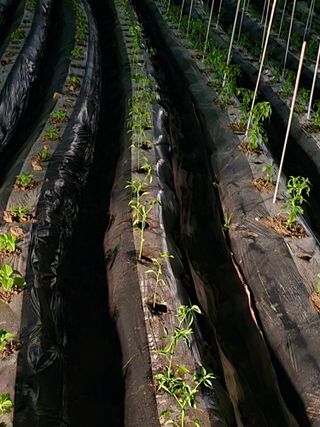 藝園님의 고추 · 영농일지 작성글 사진