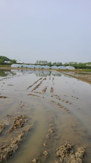 김창수님의 벼 · 영농일지 작성글 사진
