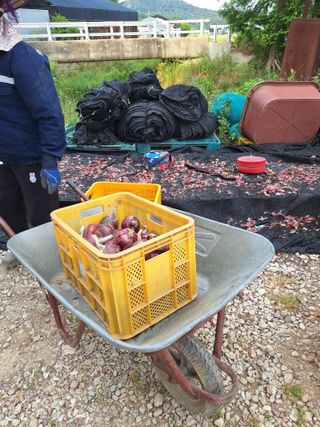 마늘25328님의 기타작물 · 영농일지 작성글 사진