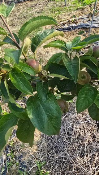 박해용(세건농장)님의 사과 · 영농일지 작성글 사진