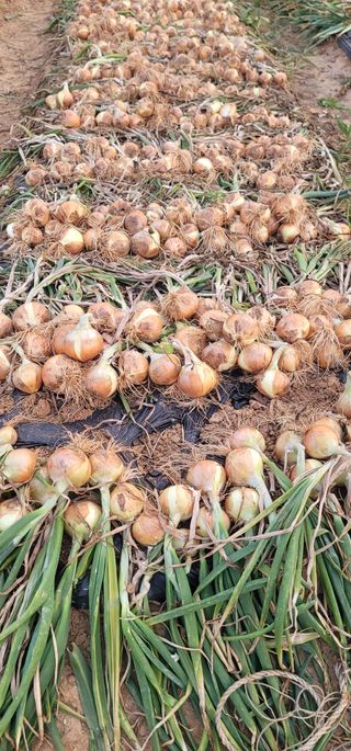 이인옥님의 양파 · 영농일지 작성글 사진