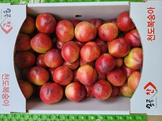 꿀복이농장님의 복숭아 · 영농일지 작성글 사진