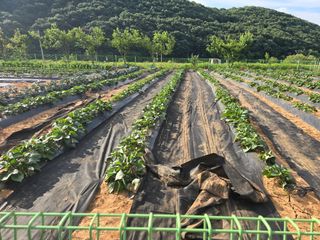 심기정님의 고구마 · 영농일지 작성글 사진