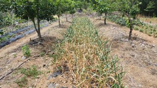 김영길님의 기타작물 · 영농일지 작성글 사진