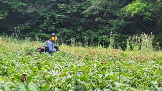 장흥 모경화 님의 기타작물 · 영농일지 작성글 사진