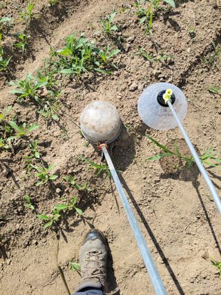 김홍중님의 두릅 · 영농일지 작성글 사진