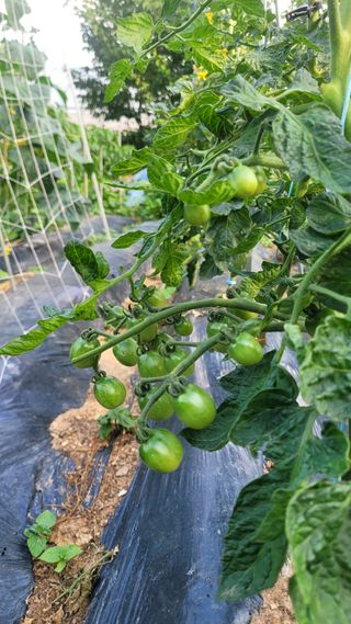 장석오님의 토마토 · 영농일지 작성글 사진