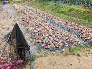 장흥식님의 양파 · 영농일지 작성글 사진