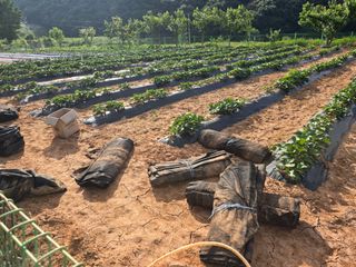 심기정님의 고구마 · 영농일지 작성글 사진