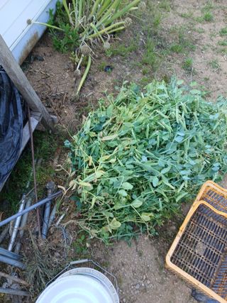 백영호님의 기타작물 · 영농일지 작성글 사진