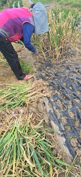 팜모닝 기타작물·영농일지 게시글 이미지