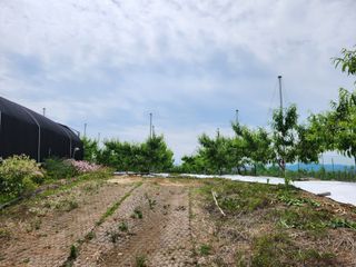 꿀복이농장님의 복숭아 · 영농일지 작성글 사진