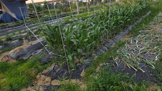 박해용(세건농장)님의 호박 · 영농일지 작성글 사진