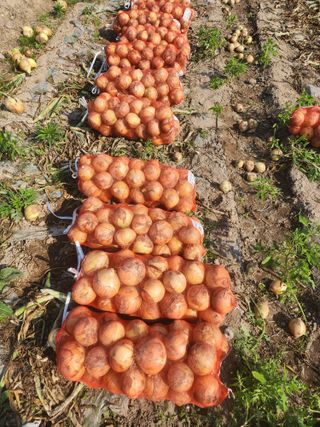 박정석님의 양파 · 영농일지 작성글 사진