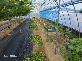 나선기님의 기타작물 · 영농일지 작성글 사진