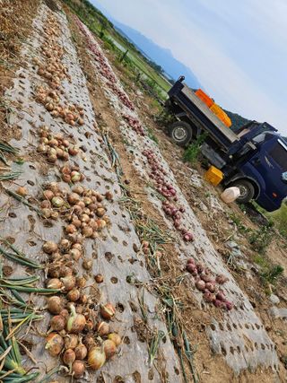 백호순(후추)님의 마늘 · 영농일지 작성글 사진