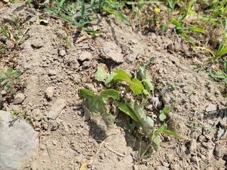 김홍중님의 두릅 · 영농일지 작성글 사진