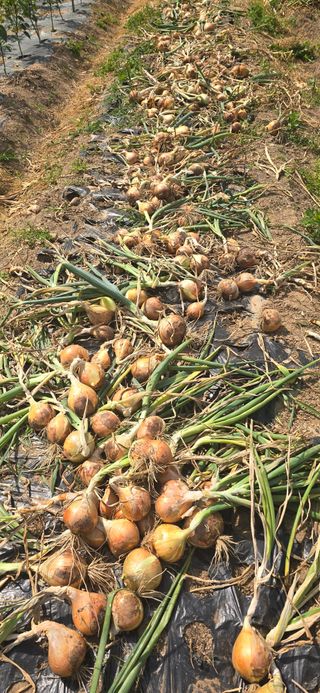 돌복숭아님의 기타작물 · 영농일지 작성글 사진