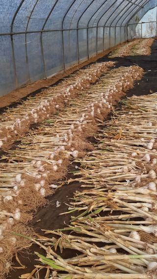 하루의행복님의 기타작물 · 영농일지 작성글 사진