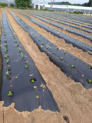 마늘25328님의 기타작물 · 영농일지 작성글 사진