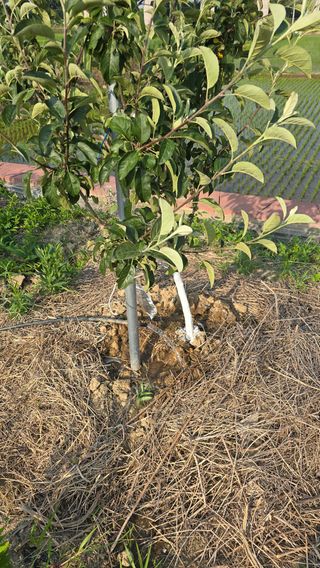 박해용(세건농장)님의 사과 · 영농일지 작성글 사진