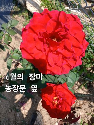 안승호님의 고추 · 영농일지 작성글 사진