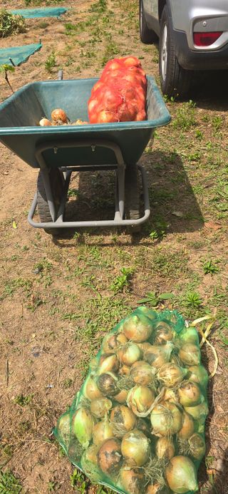 돌복숭아님의 기타작물 · 영농일지 작성글 사진