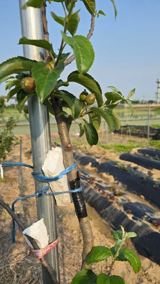 박해용(세건농장)님의 사과 · 영농일지 작성글 사진