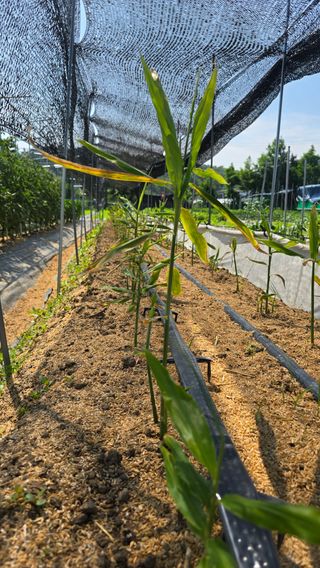 하재은님의 기타작물 · 영농일지 작성글 사진