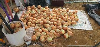 박상중님의 양파 · 영농일지 작성글 사진