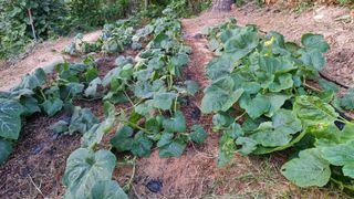 권혁렬님의 상추 · 영농일지 작성글 사진