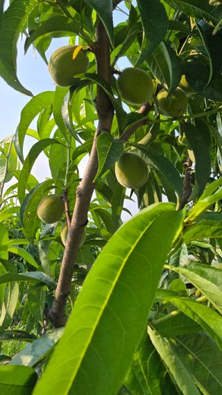 박해용(세건농장)님의 사과 · 영농일지 작성글 사진