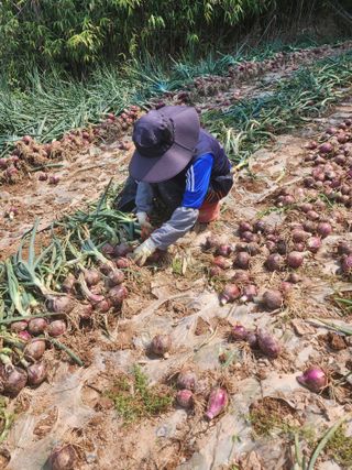 박정석님의 양파 · 영농일지 작성글 사진