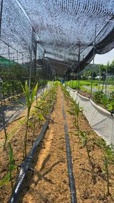 팜모닝 기타작물·영농일지 게시글 이미지