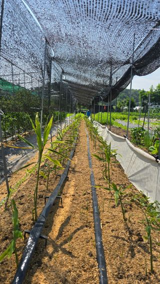 하재은님의 기타작물 · 영농일지 작성글 사진