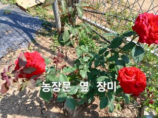 안승호님의 고추 · 영농일지 작성글 사진