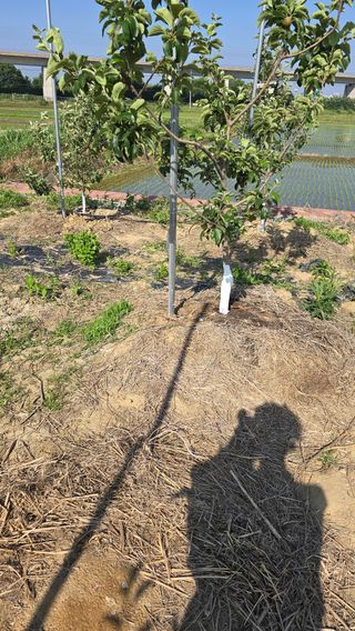 박해용(세건농장)님의 사과 · 영농일지 작성글 사진