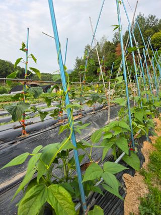 김윤회님의 오이 · 영농일지 작성글 사진