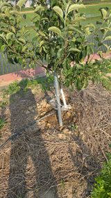 팜모닝 사과·영농일지 게시글 이미지