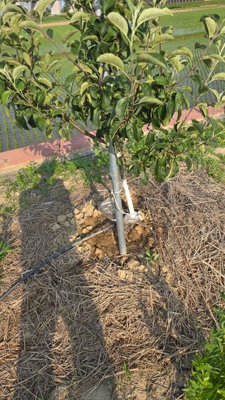 박해용(세건농장)님의 사과 · 영농일지 작성글 사진