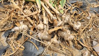 김영길님의 기타작물 · 영농일지 작성글 사진