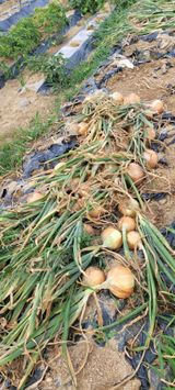 팜모닝 양파·영농일지 게시글 이미지